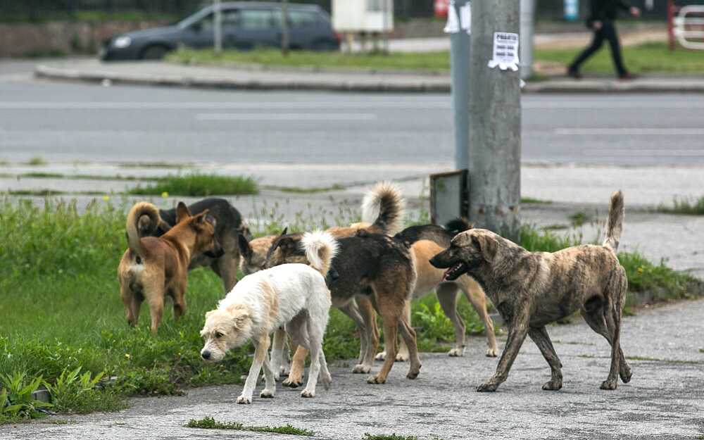 В Донецке по-прежнему остро стоит вопрос бездомных животных