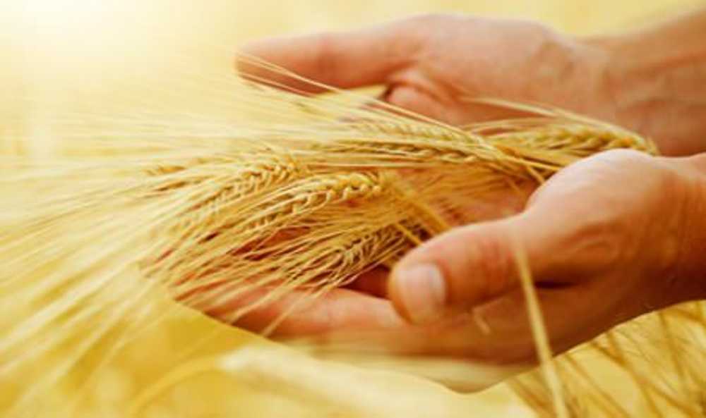 В Кремле заявили о прекращении зерновой сделки